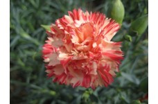 CARNATION ORANGE SHERBET SEEDS - DIANTHUS CARYOPHYLLUS - 50 SEEDS CARNATION ORANGE SHERBET SEEDS - DIANTHUS CARYOPHYLLUS - 50 SEEDS