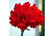 CARNATION SCARLET RED - DIANTHUS CARYOPHYLLUS - 50 SEEDS CARNATION SCARLET RED - DIANTHUS CARYOPHYLLUS - 50 SEEDS