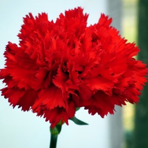 CARNATION SCARLET RED - DIANTHUS CARYOPHYLLUS - 50 SEEDS