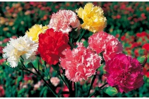 CARNATION SUPERB FORMULA MIX SEEDS - 100 SEEDS