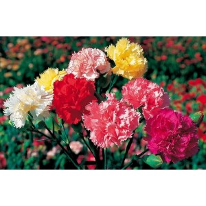 CARNATION SUPERB FORMULA MIX SEEDS - 100 SEEDS