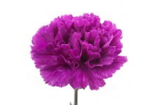 CARNATION VIOLET - DIANTHUS CARYOPHYLLUS - 50 SEEDS CARNATION VIOLET - DIANTHUS CARYOPHYLLUS - 50 SEEDS