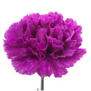 CARNATION VIOLET - DIANTHUS CARYOPHYLLUS - 50 SEEDS