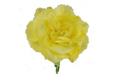 CARNATION CHABAUD MARIE YELLOW - DIANTHUS CARYOPHYLLUS - 50 SEEDS CARNATION CHABAUD MARIE YELLOW - DIANTHUS CARYOPHYLLUS - 50 SEEDS