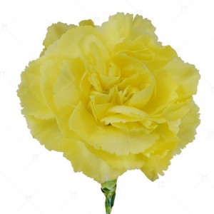 CARNATION CHABAUD MARIE YELLOW - DIANTHUS CARYOPHYLLUS - 50 SEEDS