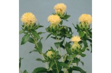 CARTHAMUS TINCTORIUS WHITE GRENADE SEEDS - IVORY WHITE SAFFRON FLOWER THISTLE - 20 SEEDS CARTHAMUS TINCTORIUS WHITE GRENADE SEEDS - IVORY WHITE SAFFRON FLOWER THISTLE - 20 SEEDS