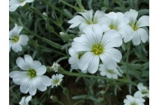 CERASTIUM TOMENTOSUM SEEDS - SNOW IN SUMMER SEEDS - WHITE FLOWERS - 250 SEEDS CERASTIUM TOMENTOSUM SEEDS - SNOW IN SUMMER SEEDS - WHITE FLOWERS - 250 SEEDS