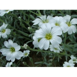 CERASTIUM TOMENTOSUM SEEDS - SNOW IN SUMMER SEEDS - WHITE FLOWERS - 250 SEEDS