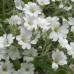 CERASTIUM TOMENTOSUM SEEDS - SNOW IN SUMMER SEEDS - WHITE FLOWERS - 250 SEEDS