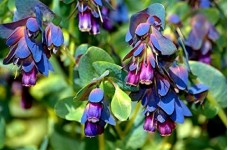 CERINTHE MAJOR - PURPURESCENS - HONEYWORT - BLUE SHRIMP - 20 SEEDS CERINTHE MAJOR - PURPURESCENS - HONEYWORT - BLUE SHRIMP - 20 SEEDS