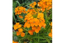 CHEIRANTHUS ALLIONII ORANGE SEEDS - SIBERIAN WALLFLOWER PERENNIAL SEEDS - 100 SEEDS CHEIRANTHUS ALLIONII ORANGE SEEDS - SIBERIAN WALLFLOWER PERENNIAL SEEDS - 100 SEEDS