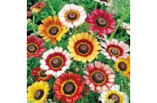 CHRYSANTHEMUM CARINATUM PAINTED DAISY - 100 SEEDS CHRYSANTHEMUM CARINATUM PAINTED DAISY - 100 SEEDS