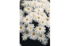 CHRYSANTHEMUM CRAZY DAISY SEEDS (WHITE) PERENNIAL SEEDS - 50 SEEDS CHRYSANTHEMUM CRAZY DAISY SEEDS (WHITE) PERENNIAL SEEDS - 50 SEEDS