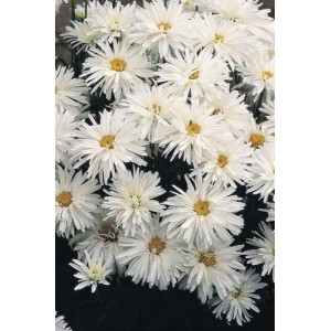 CHRYSANTHEMUM CRAZY DAISY SEEDS (WHITE) PERENNIAL SEEDS - 50 SEEDS