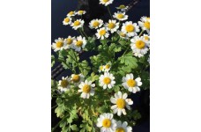 CHRYSANTHEMUM TANACETUM PARTHENIUM SEEDS - FEVERFEW - 100 SEEDS CHRYSANTHEMUM TANACETUM PARTHENIUM SEEDS - FEVERFEW - 100 SEEDS