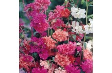 CLARKIA ELEGANS DOUBLE MIX - 500 SEEDS CLARKIA ELEGANS DOUBLE MIX - 500 SEEDS