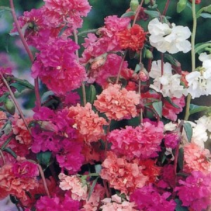 CLARKIA ELEGANS DOUBLE MIX - 500 SEEDS