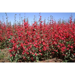 CLARKIA ELEGANS DOUBLE RED - 500 SEEDS