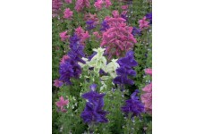 CLARY CROWN BOUQUET MIXED SEEDS - CLARY SAGE - SALVIA HORMINUM - 100 SEEDS CLARY CROWN BOUQUET MIXED SEEDS - CLARY SAGE - SALVIA HORMINUM - 100 SEEDS