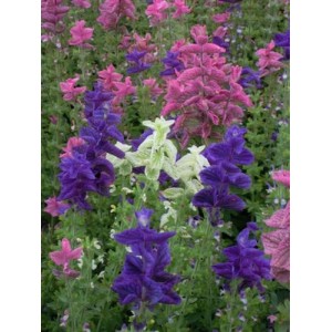 CLARY CROWN BOUQUET MIXED SEEDS - CLARY SAGE - SALVIA HORMINUM - 100 SEEDS CLARY CROWN BOUQUET MIXED SEEDS - CLARY SAGE - SALVIA HORMINUM - 100 SEEDS