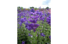 CLARY OXFORD BLUE SEEDS - BLUE CLARY SAGE - SALVIA VIRIDIS - 100 SEEDS CLARY OXFORD BLUE SEEDS - BLUE CLARY SAGE - SALVIA VIRIDIS - 100 SEEDS