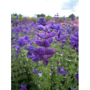 CLARY OXFORD BLUE SEEDS - BLUE CLARY SAGE - SALVIA VIRIDIS -  100 SEEDS