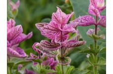 CLARY PINK SUNDAE SEEDS - PINK CLARY SAGE - SALVIA VIRIDIS - 100 SEEDS CLARY PINK SUNDAE SEEDS - PINK CLARY SAGE - SALVIA VIRIDIS - 100 SEEDS