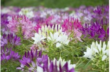CLEOME HASSLERIANA SPIDER PLANT SEEDS - SPIDER FLOWER - 100 SEEDS CLEOME HASSLERIANA SPIDER PLANT SEEDS - SPIDER FLOWER - 100 SEEDS