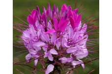 CLEOME HASSLERIANA VIOLET QUEEN SEEDS - SPIDER PLANT FLOWER - 100 SEEDS CLEOME HASSLERIANA VIOLET QUEEN SEEDS - SPIDER PLANT FLOWER - 100 SEEDS