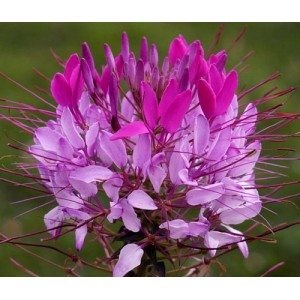 CLEOME HASSLERIANA VIOLET QUEEN SEEDS - SPIDER PLANT FLOWER - 100 SEEDS