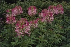 CLEOME HASSLERIANA PINK QUEEN SEEDS - SPIDER PLANT FLOWER - 100 SEEDS CLEOME HASSLERIANA PINK QUEEN SEEDS - SPIDER PLANT FLOWER - 100 SEEDS