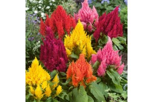 CELOSIA ARGENTEA PLUMOSA - COCKSCOMB PAMPASS PLUME MIX - 100 SEEDS