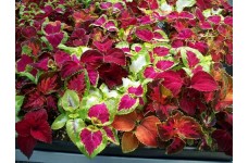 COLEUS RAINBOW MIX SEEDS - MIXED COLOUR COLEUS - 50 SEEDS COLEUS RAINBOW MIX SEEDS - MIXED COLOUR COLEUS - 50 SEEDS