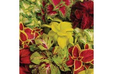 COLEUS WIZARD MIX (MIXED FOLIAGE COLOURS) - 50 SEEDS COLEUS WIZARD MIX (MIXED FOLIAGE COLOURS) - 50 SEEDS