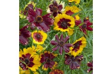 COREOPSIS HYBRIDA INCREDIABLE DWARF MIX SEEDS - TICKSEED - 50 SEEDS COREOPSIS HYBRIDA INCREDIABLE DWARF MIX SEEDS - TICKSEED - 50 SEEDS