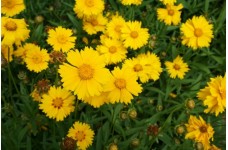 COREOPSIS LANCEOLATA SEEDS - MAYFIELD GIANTS YELLOW / ORANGE PERENNIAL SEEDS - 50 SEEDS COREOPSIS LANCEOLATA SEEDS - MAYFIELD GIANTS YELLOW / ORANGE PERENNIAL SEEDS - 50 SEEDS