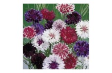 CENTAUREA CYANUS FROSTY MIX SEEDS - CORNFLOWER - 100 SEEDS CENTAUREA CYANUS FROSTY MIX SEEDS - CORNFLOWER - 100 SEEDS