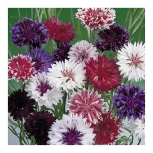 CENTAUREA CYANUS FROSTY MIX SEEDS - CORNFLOWER - 100 SEEDS