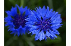 CENTAUREA CYANUS BLUE BALL - BLUE CORNFLOWER SEEDS - 100 SEEDS CENTAUREA CYANUS BLUE BALL - BLUE CORNFLOWER SEEDS - 100 SEEDS
