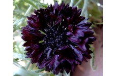 CENTAUREA CYANUS BLACK BALL SEEDS - DARK RED CORNFLOWER - 100 SEEDS CENTAUREA CYANUS BLACK BALL SEEDS - DARK RED CORNFLOWER - 100 SEEDS
