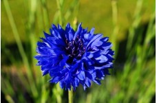 CENTAUREA CYANUS BLUE BOY - BLUE CORNFLOWER SEEDS - 100 SEEDS CENTAUREA CYANUS BLUE BOY - BLUE CORNFLOWER SEEDS - 100 SEEDS
