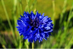 CENTAUREA CYANUS BLUE BOY - BLUE CORNFLOWER SEEDS - 100 SEEDS