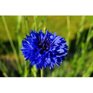 CENTAUREA CYANUS BLUE BOY - BLUE CORNFLOWER SEEDS - 100 SEEDS CENTAUREA CYANUS BLUE BOY - BLUE CORNFLOWER SEEDS - 100 SEEDS