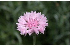 CENTAUREA CYANUS PINK - PINK CORNFLOWER SEEDS - 100 SEEDS CENTAUREA CYANUS PINK - PINK CORNFLOWER SEEDS - 100 SEEDS