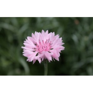 CENTAUREA CYANUS PINK - PINK CORNFLOWER SEEDS - 100 SEEDS