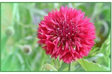 CENTAUREA CYANUS DOUBLE RED BALL - RED CORNFLOWER SEEDS - 100 SEEDS CENTAUREA CYANUS DOUBLE RED BALL - RED CORNFLOWER SEEDS - 100 SEEDS