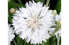 CENTAUREA CYANUS WHITE SEEDS - WHITE CORNFLOWER - 100 SEEDS CENTAUREA CYANUS WHITE SEEDS - WHITE CORNFLOWER - 100 SEEDS