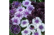 CENTAUREA CYANUS CLASSIC MAGIC SEEDS - CORNFLOWER - 100 SEEDS CENTAUREA CYANUS CLASSIC MAGIC SEEDS - CORNFLOWER - 100 SEEDS