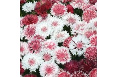 CENTAUREA CYANUS CLASSIC ROMANTIC SEEDS - CORNFLOWER - 100 SEEDS CENTAUREA CYANUS CLASSIC ROMANTIC SEEDS - CORNFLOWER - 100 SEEDS