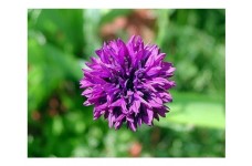 CENTAUREA CYANUS MAUVE BALL - MAUVE CORNFLOWER SEEDS - 100 SEEDS CENTAUREA CYANUS MAUVE BALL - MAUVE CORNFLOWER SEEDS - 100 SEEDS
